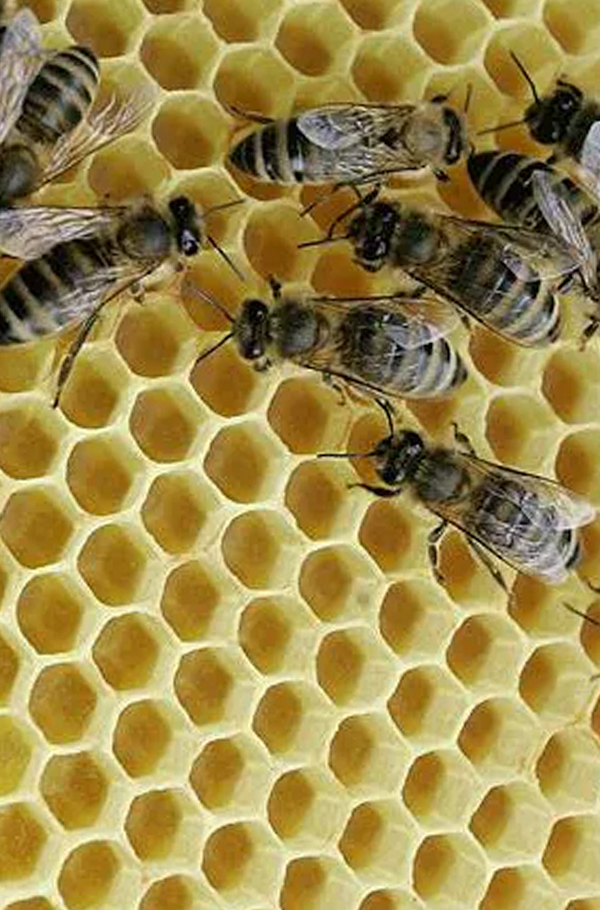 Cover for Bees: man's best friend, provider and protector